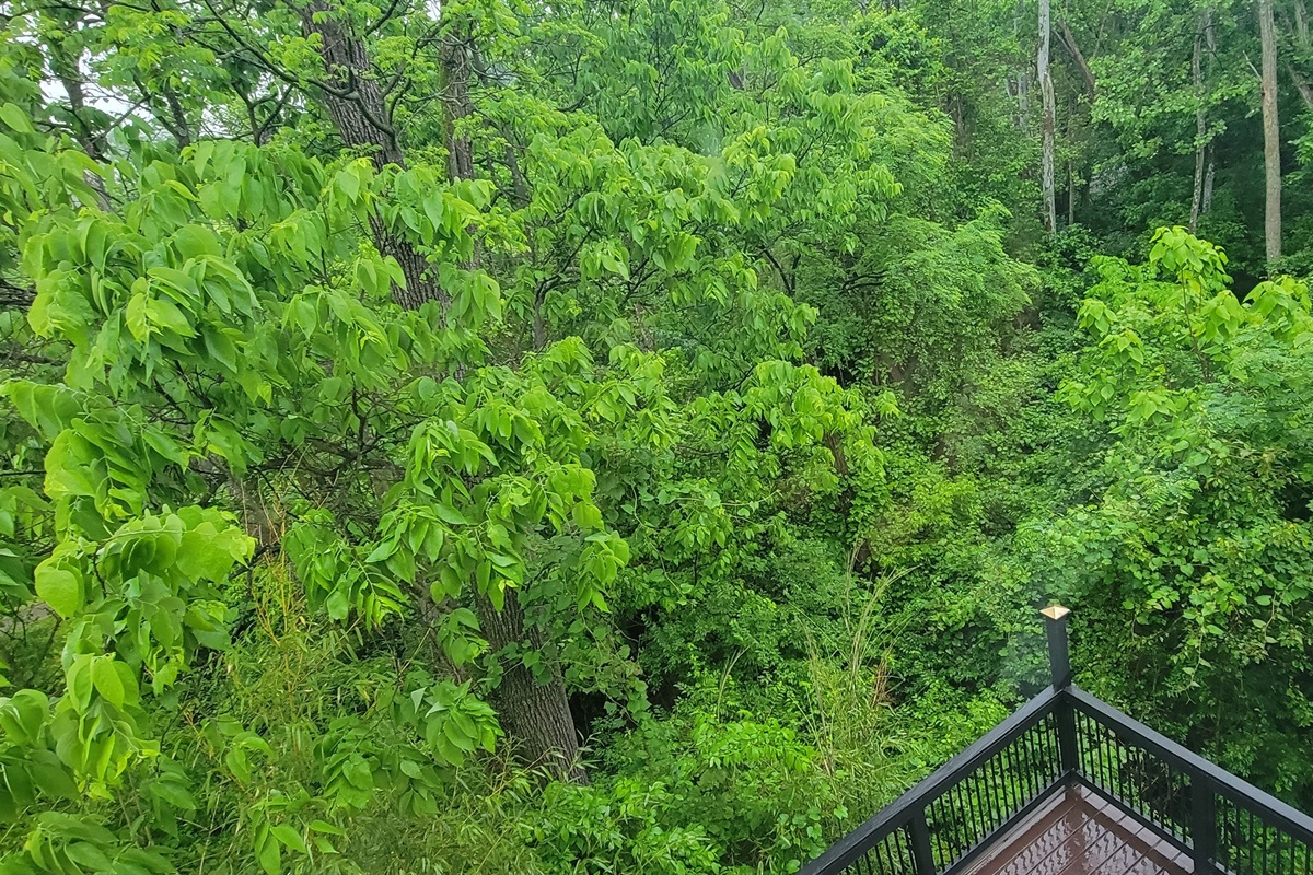 View from Bedroom