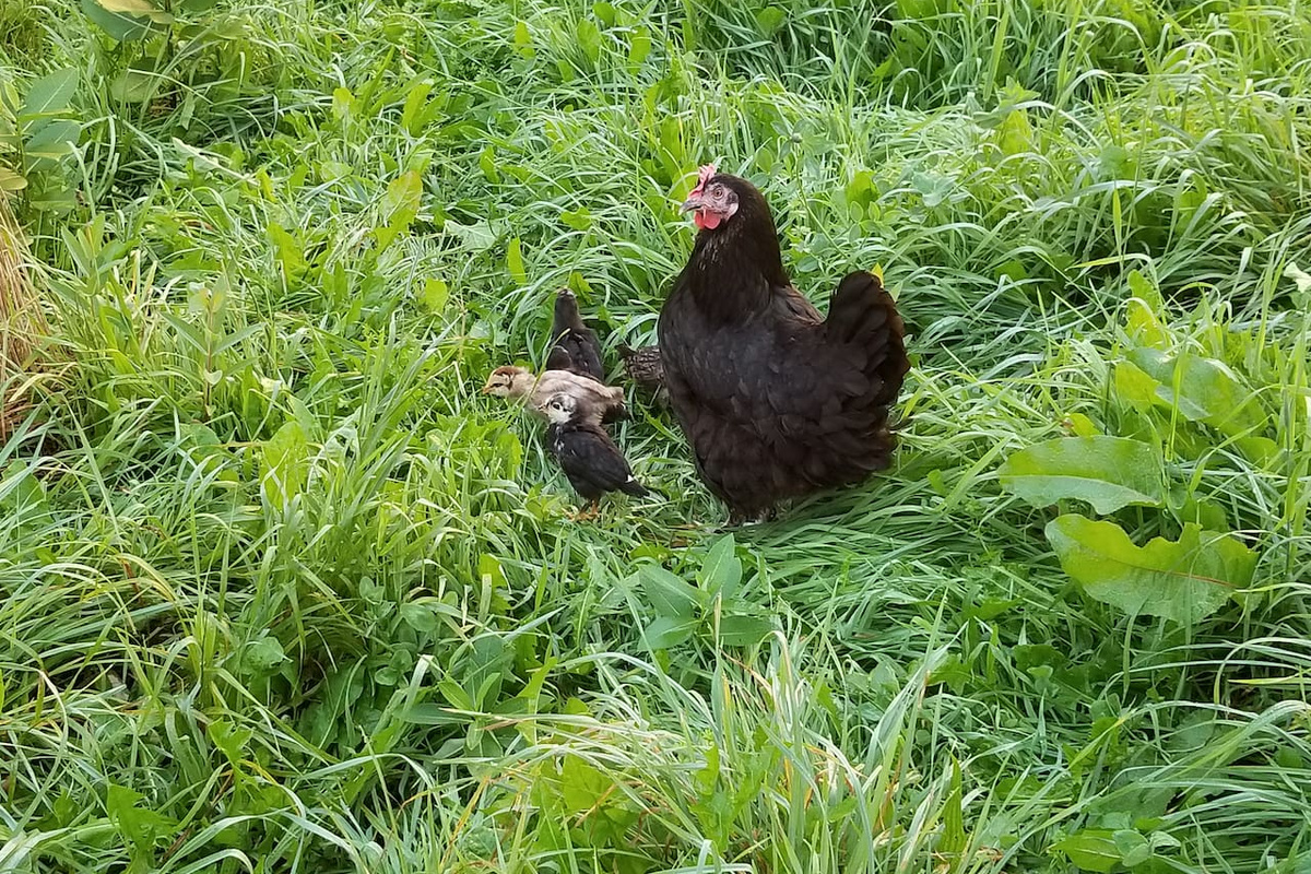 Hen and chicks