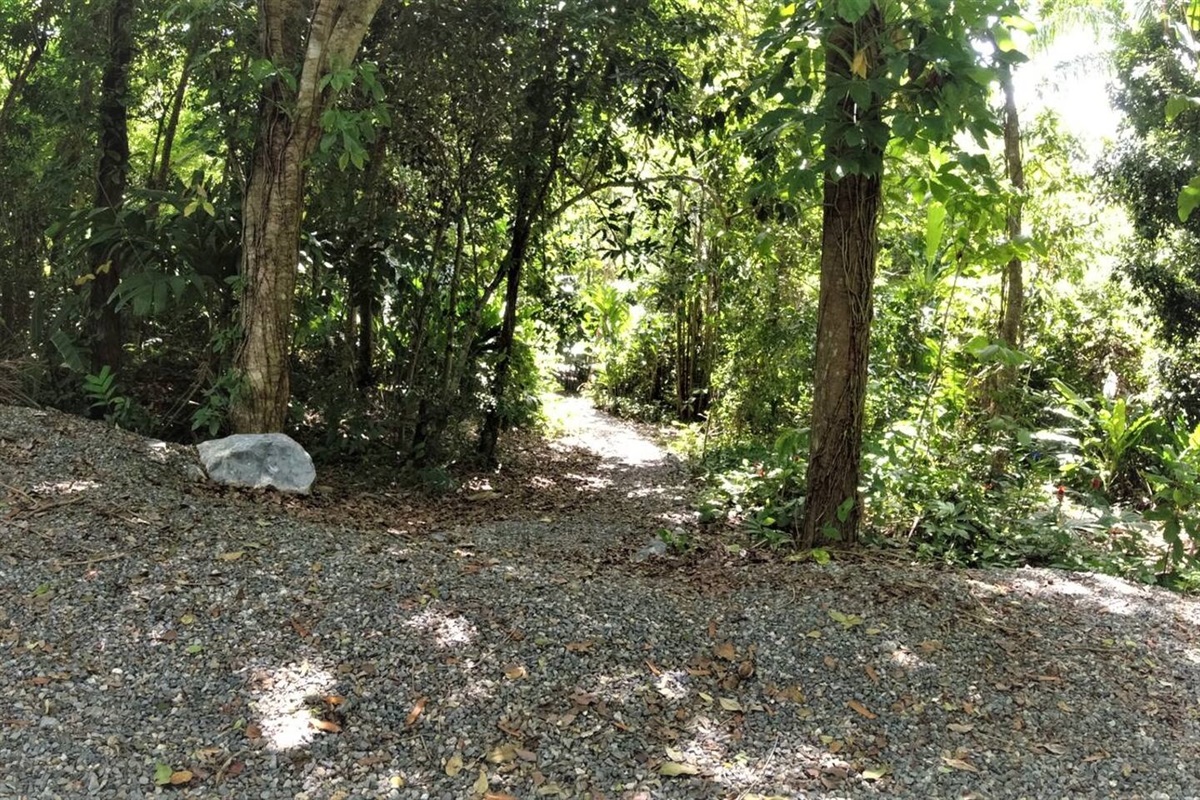Path to joy in the Jungle