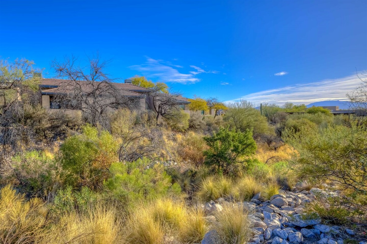 Desert Setting