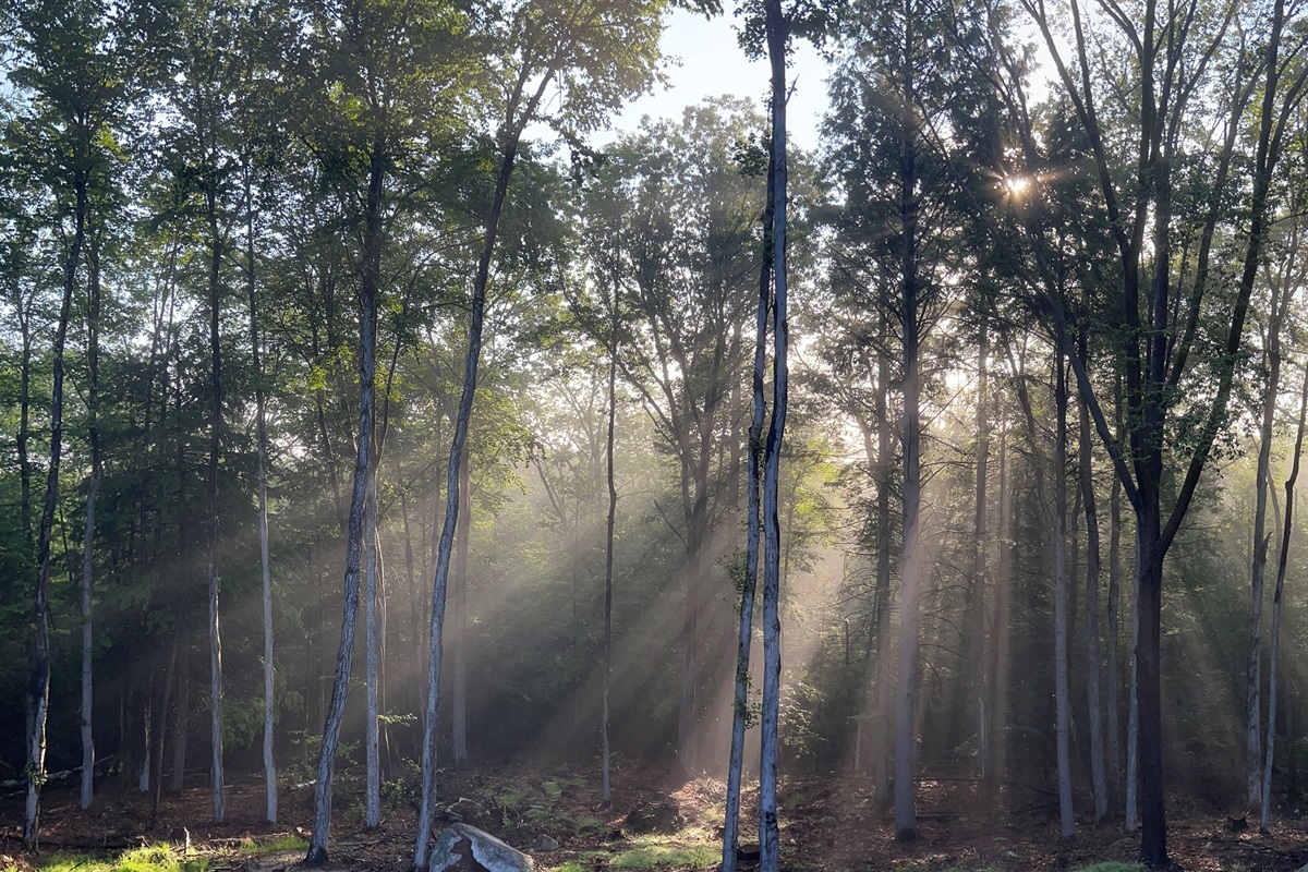 "Sundance'ing" through the trees