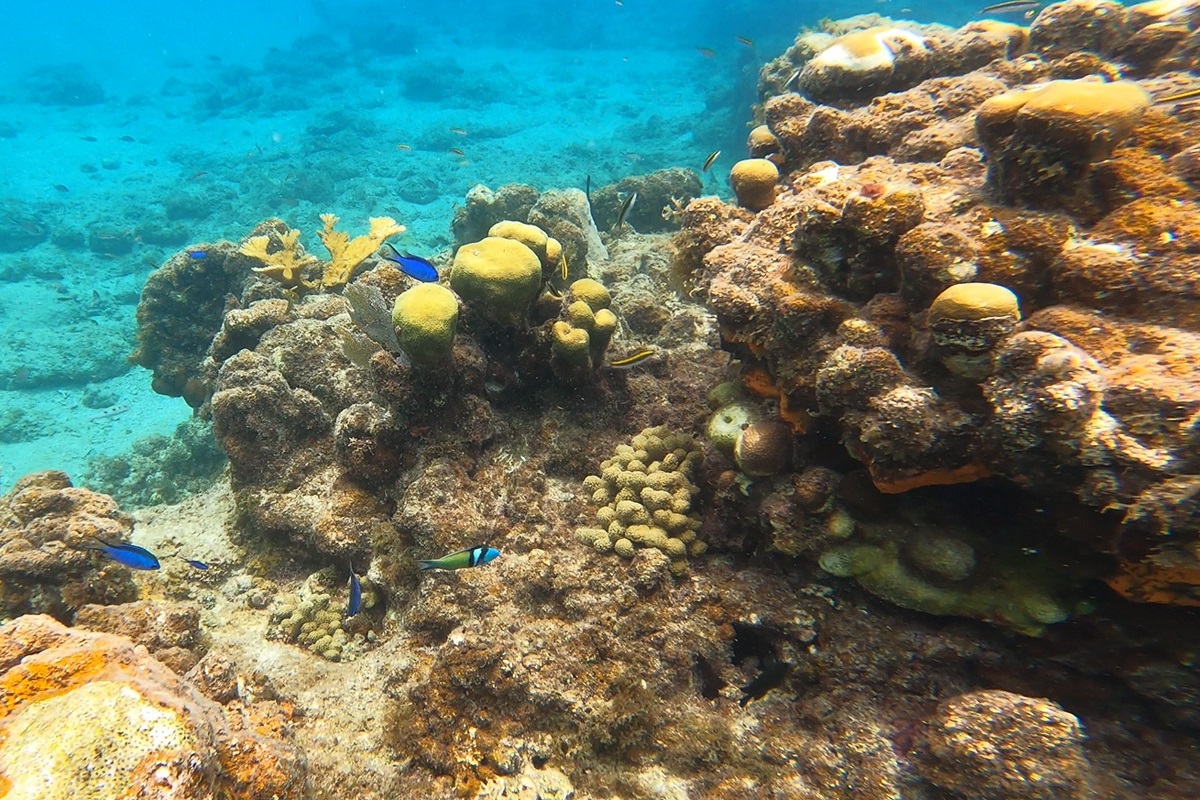 Incredible snorkeling at the beach just two minutes down the road.