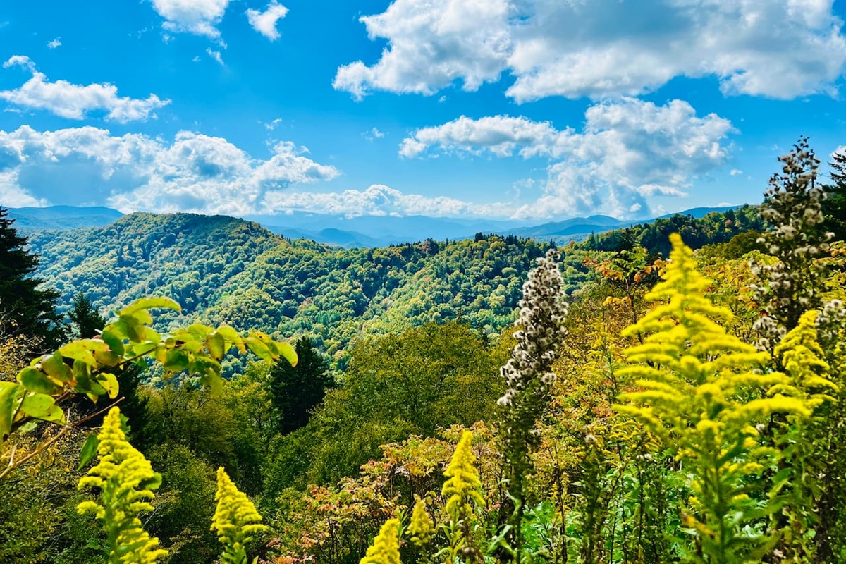 The colors shift throughout the year in the Smoky Mountains, making visiting at different times of the year a new experience each time.