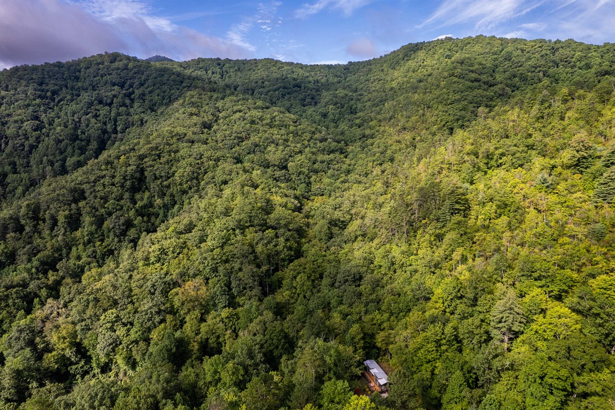 Nestled deep in the trees, High Hollow Cottage is your hideaway with endless seclusion.