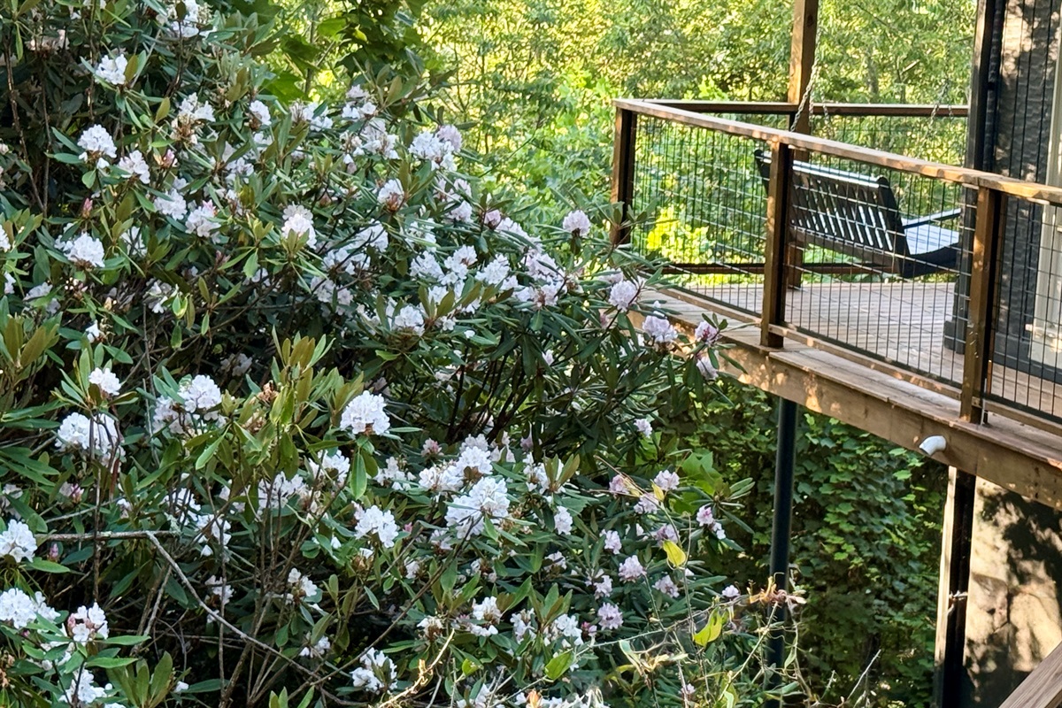 Rhododendrons showing off! 🏆 These were taken on 7/11/25 & WishYouWereHere7Devils was surrounded by blooms! Whoever planted these 30-ish years ago, 🫶🏻! 🤩🌸