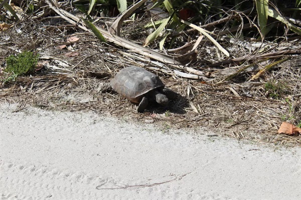 Gopher tortoise enjoying life on the island