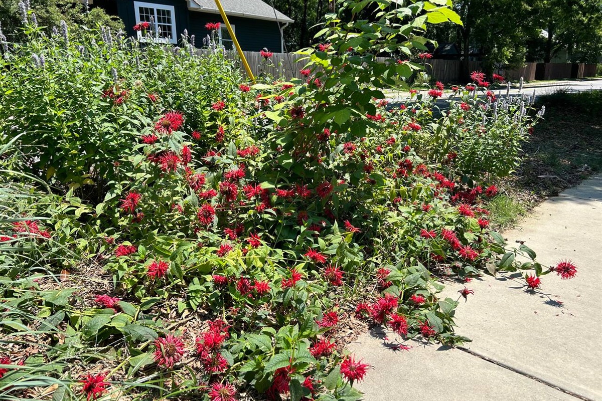 North Carolina native plants make up the entire front yard!
