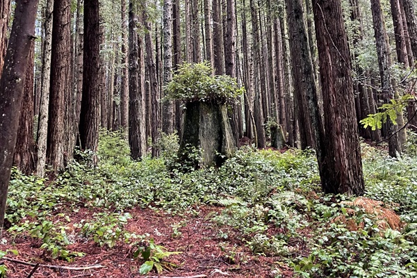 Coastal Forest