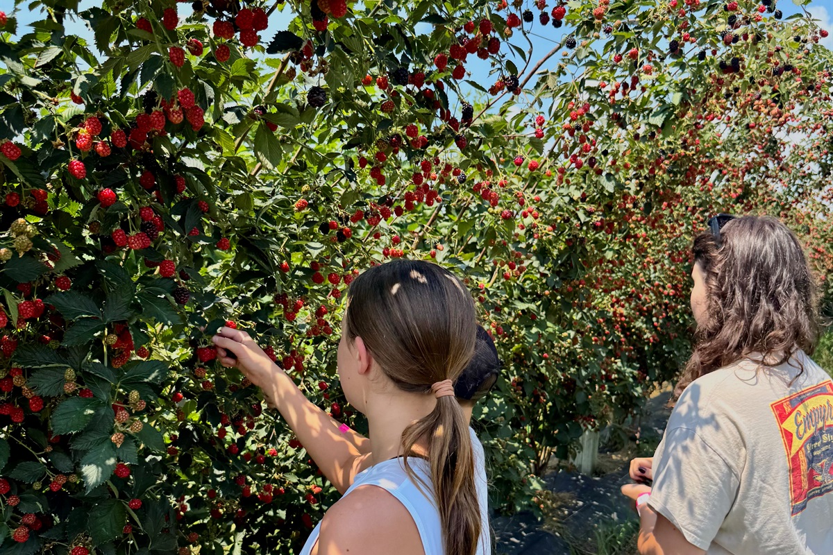 Enjoy a pick-your-own strawberry experience on a picturesque Kentucky farm! Rows of ripe red berries await