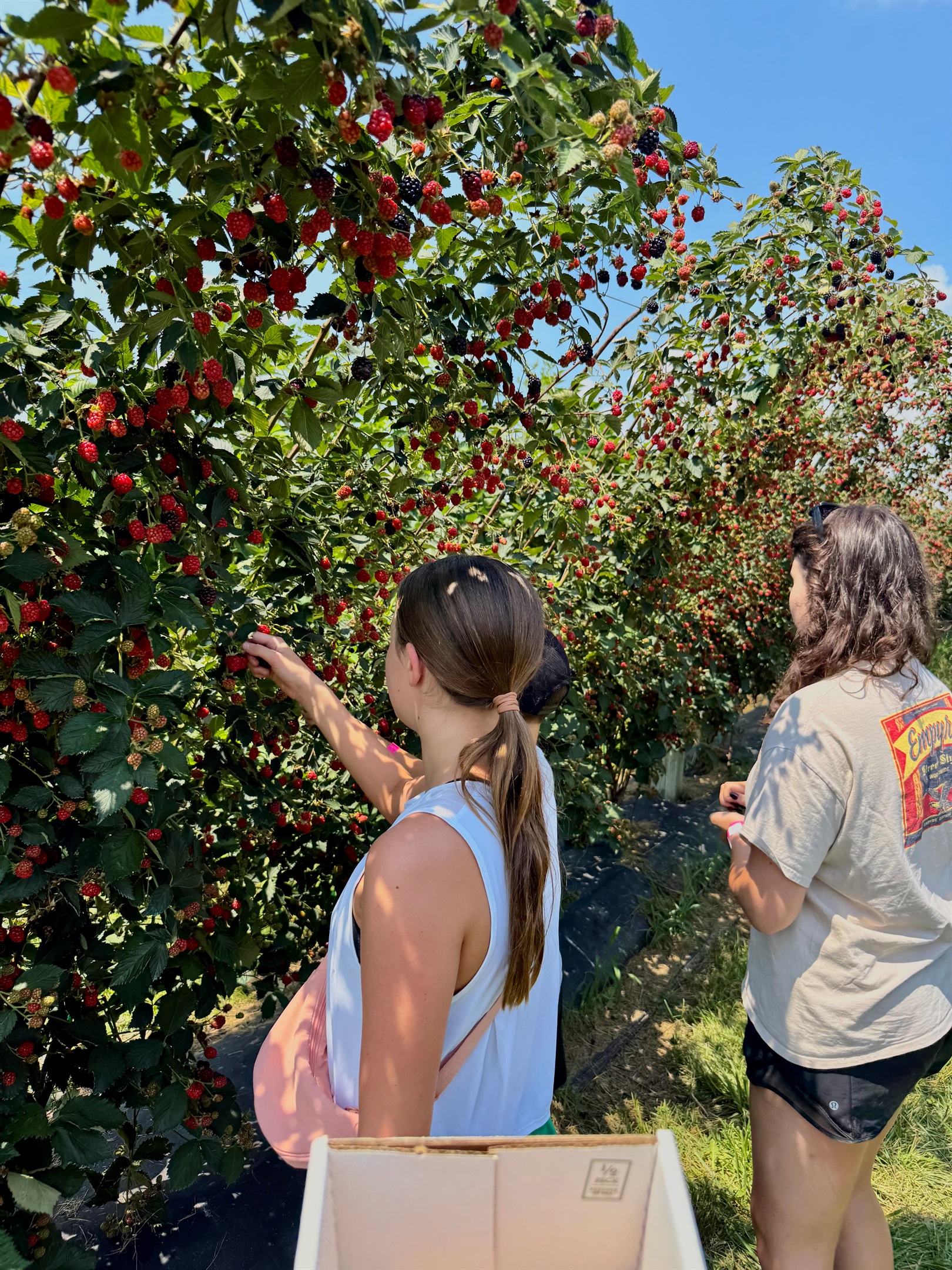 Enjoy a pick-your-own strawberry experience on a picturesque Kentucky farm! Rows of ripe red berries await