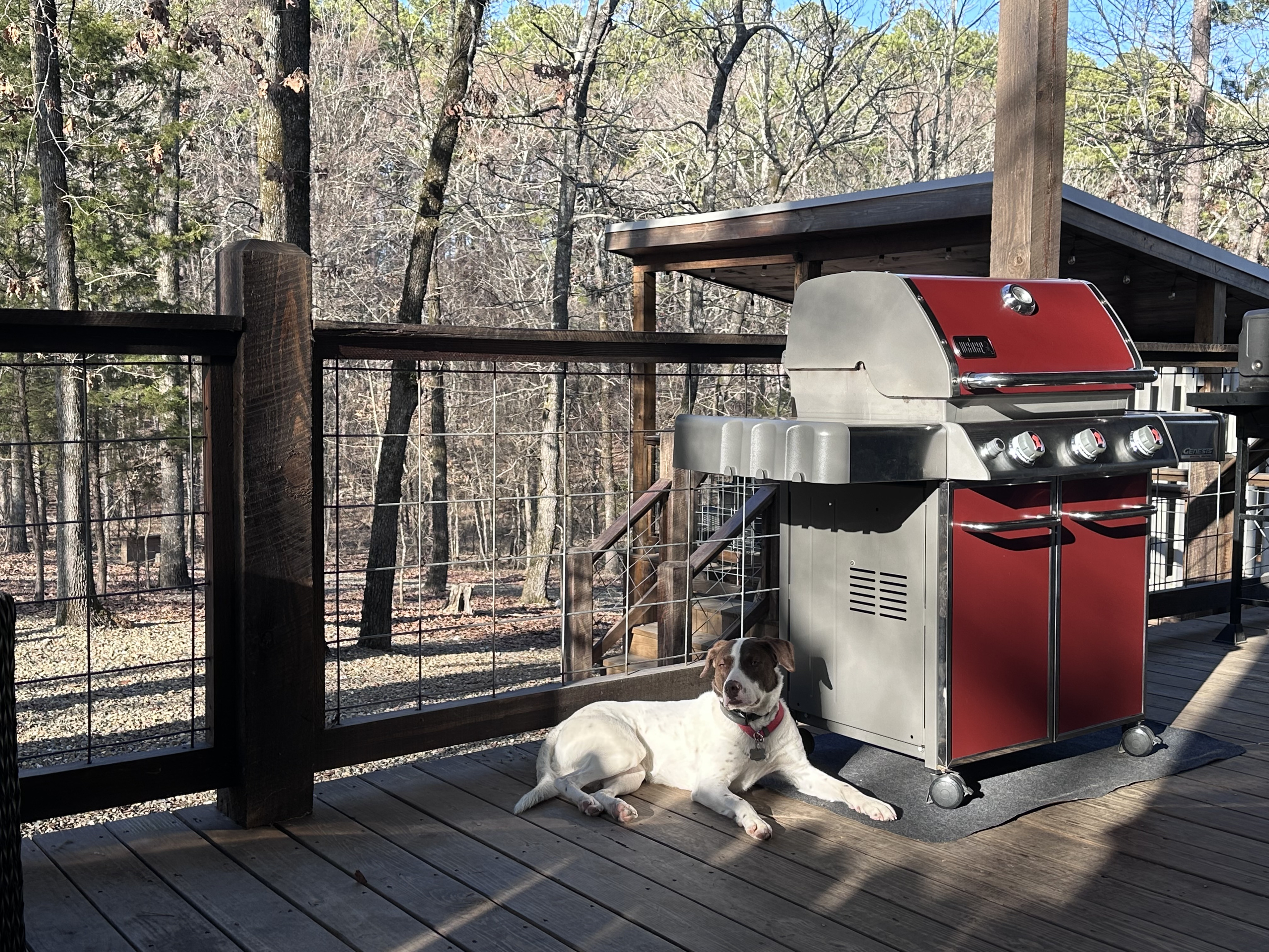 Chopstick is relaxing on the back patio, getting ready to put some steaks on the new Weber grill!!