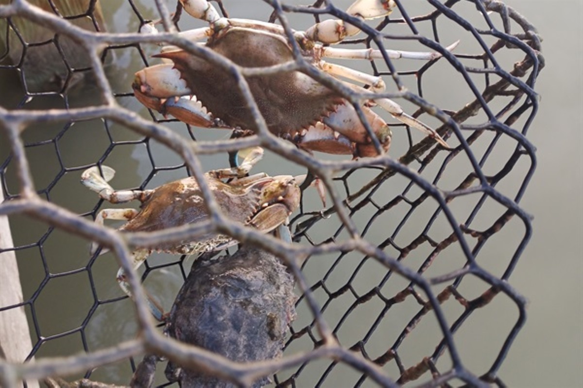 Crab for dinner?