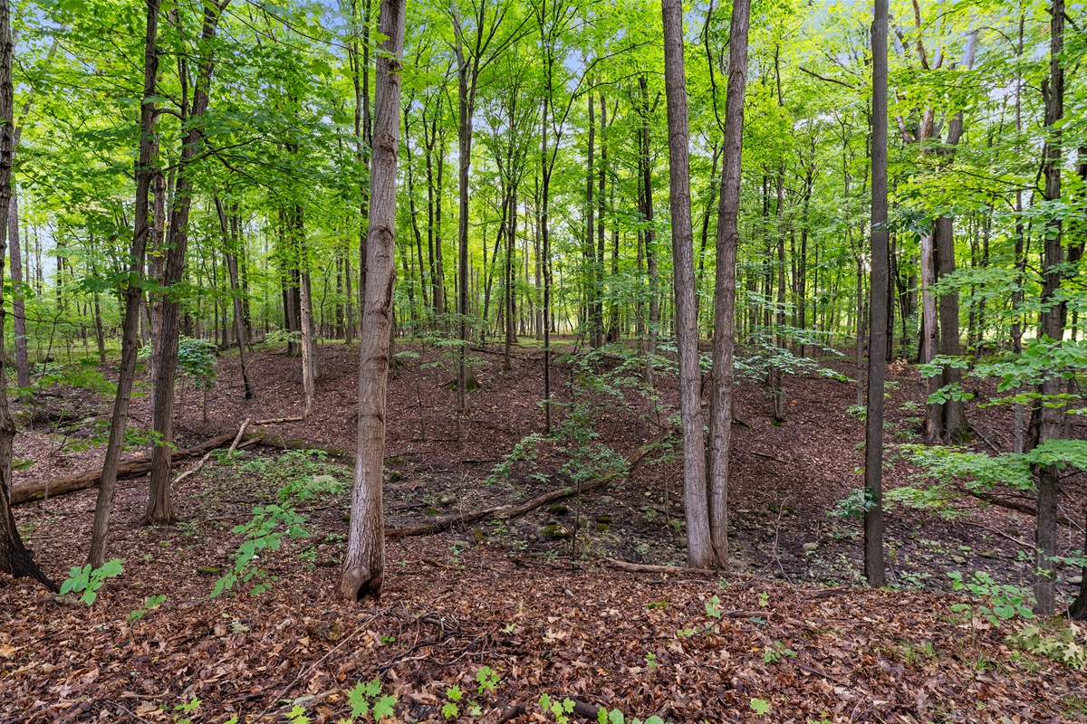 Stroll through your very own wooded paradise with towering trees and serene forest views.