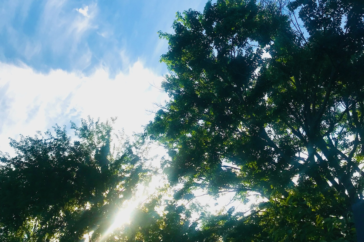 Sunlight streaming through the mature backyard trees.