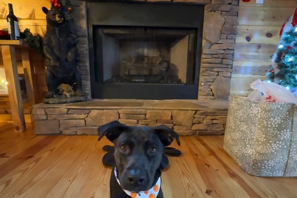 Looking handsome and waiting for treats!