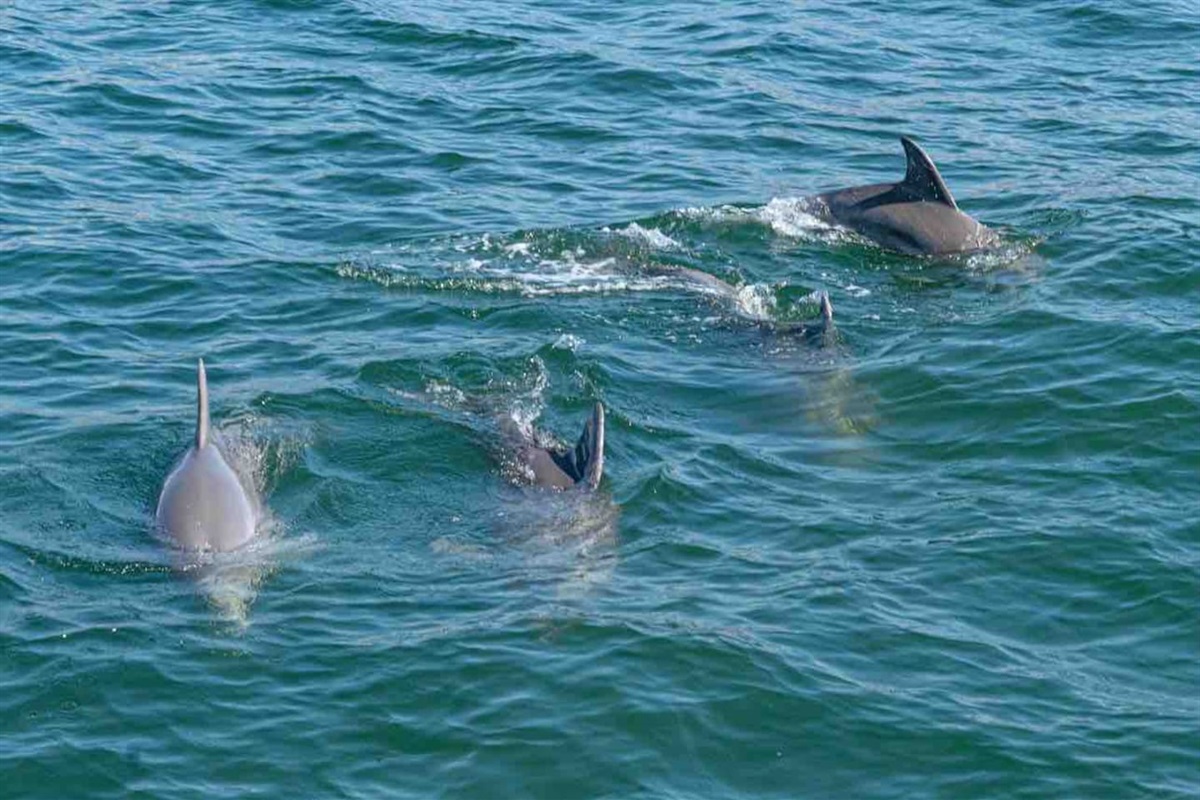 Graceful dolphins swimming freely, showcasing the wonder of ocean wildlife.