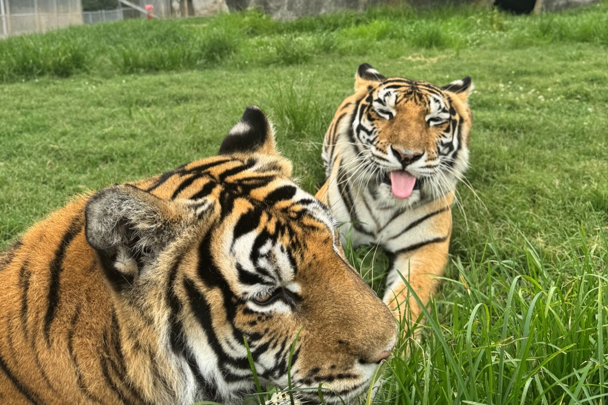 Get up close and personal with our majestic tigers!