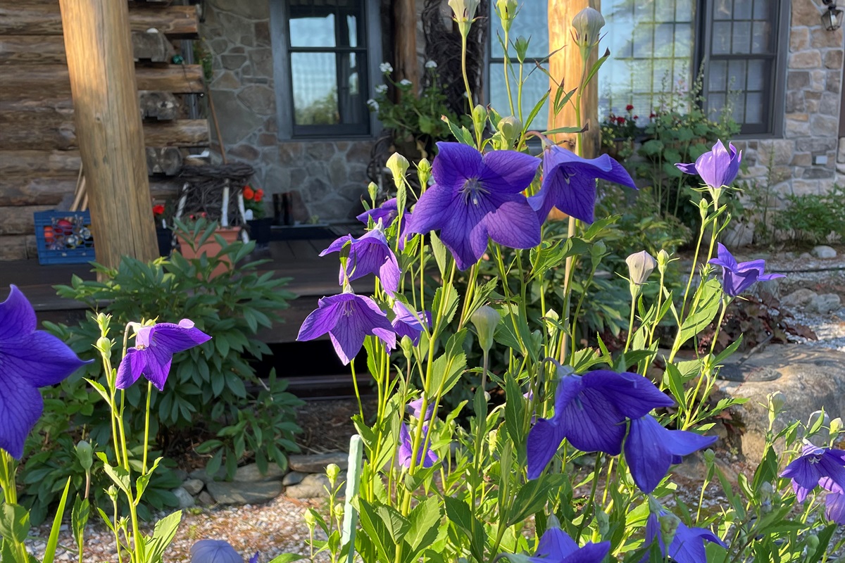 Stone and timber porch with vibrant blue flowers