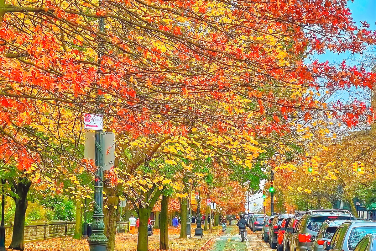 The  Fall season changing the trees around Prospect Park is just so beautiful.