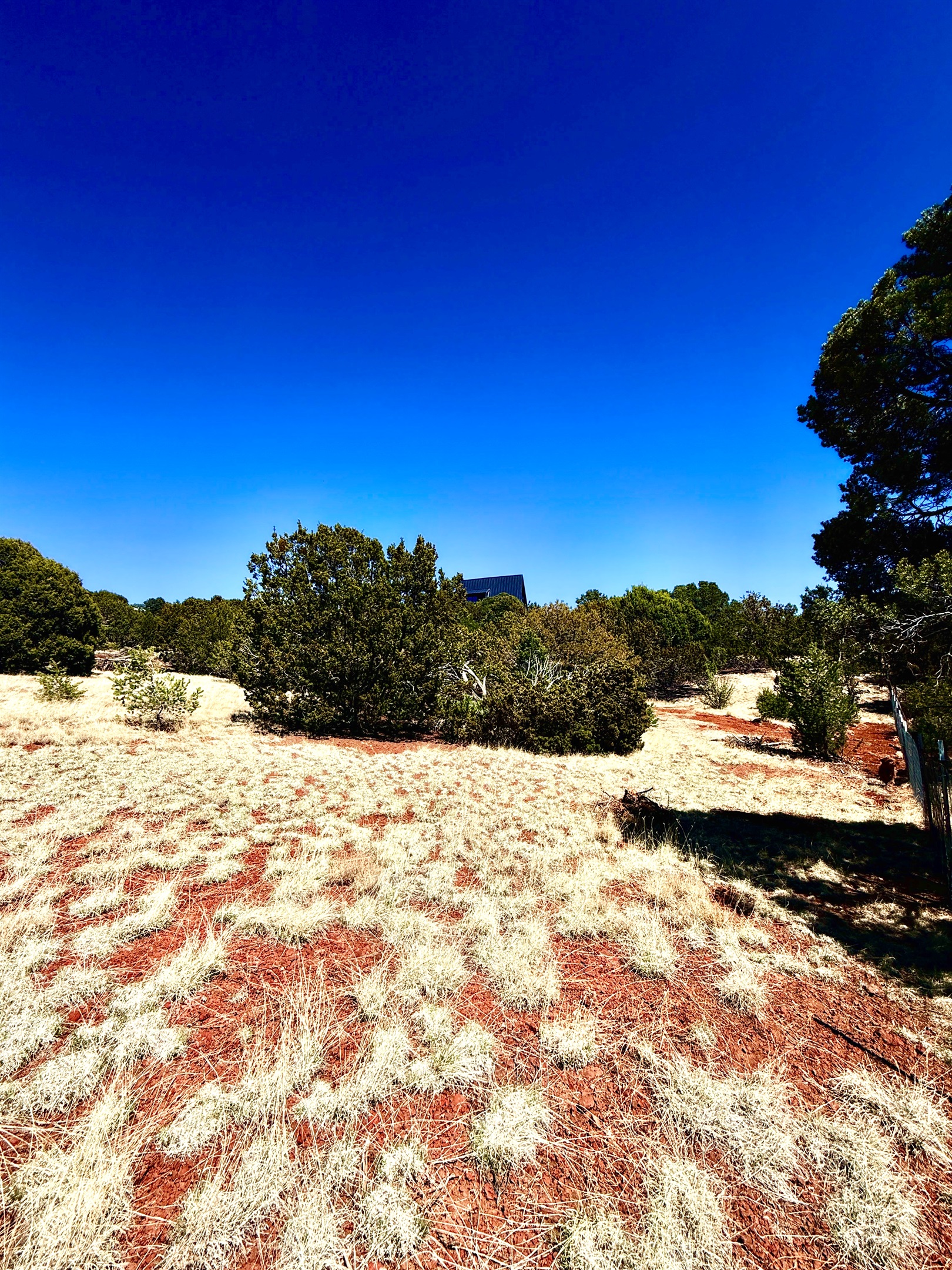 1.5 acre yard, house in background