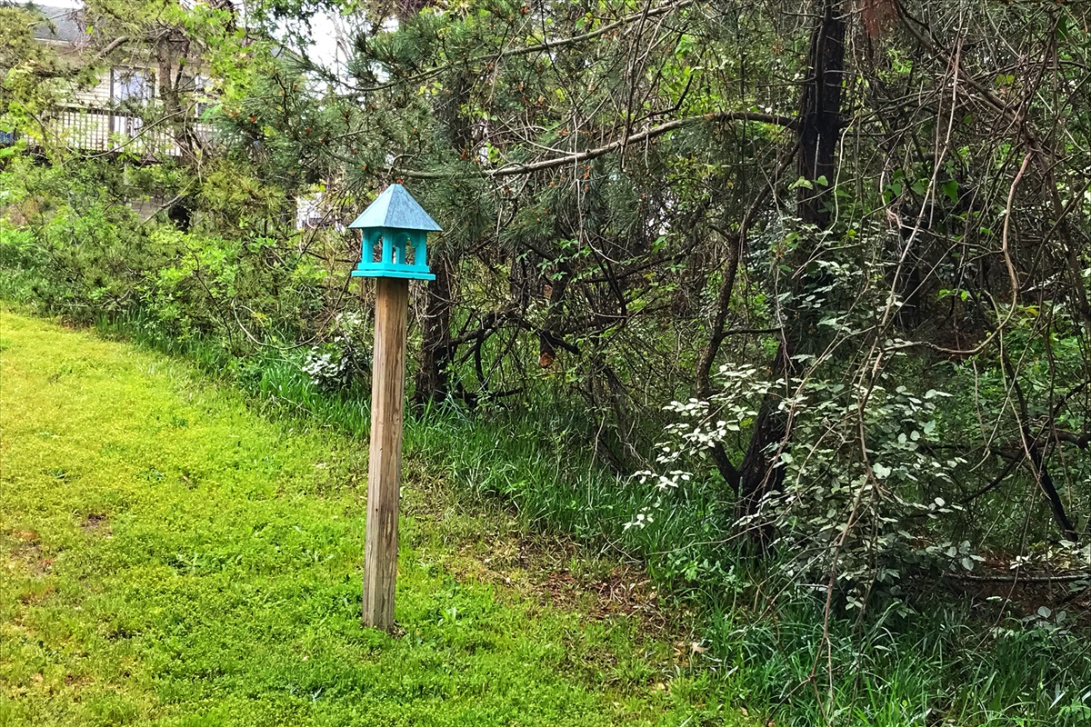 Captain's Cabin OBX — bird watching