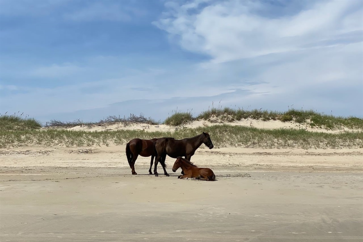 Wild horses in the 4X4 area a short drive away!