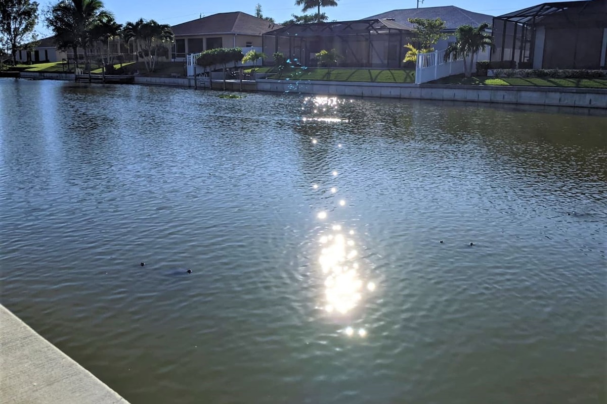 A special little visit from our friendly neighborhood turtle!