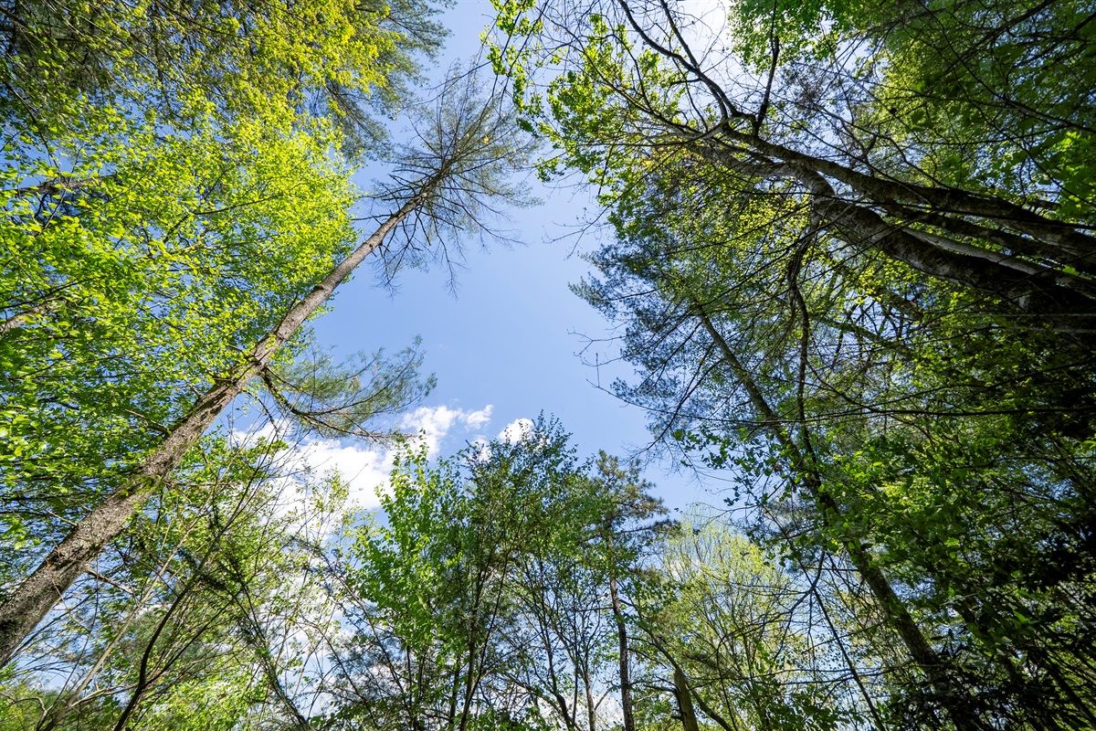 Look up and take it all in—towering trees, open sky, and that quiet feeling you only get in the woods.