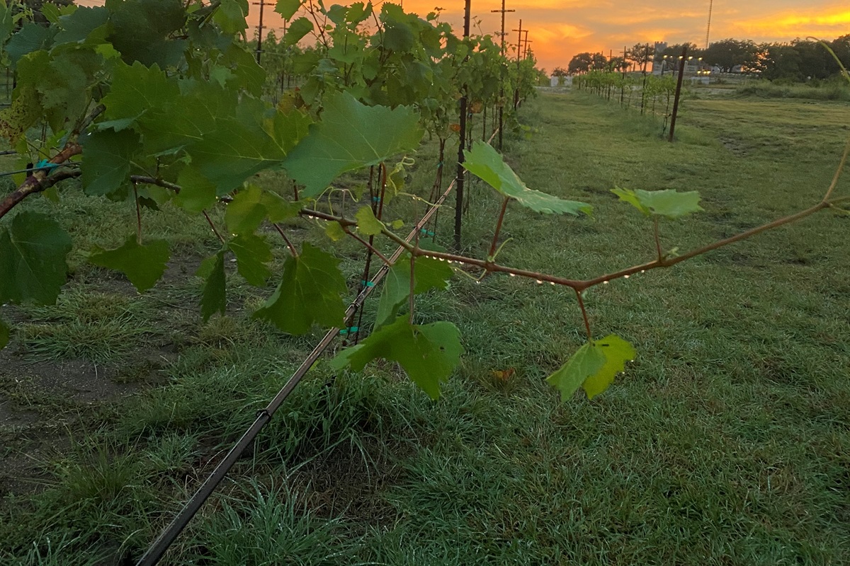 Vineyard