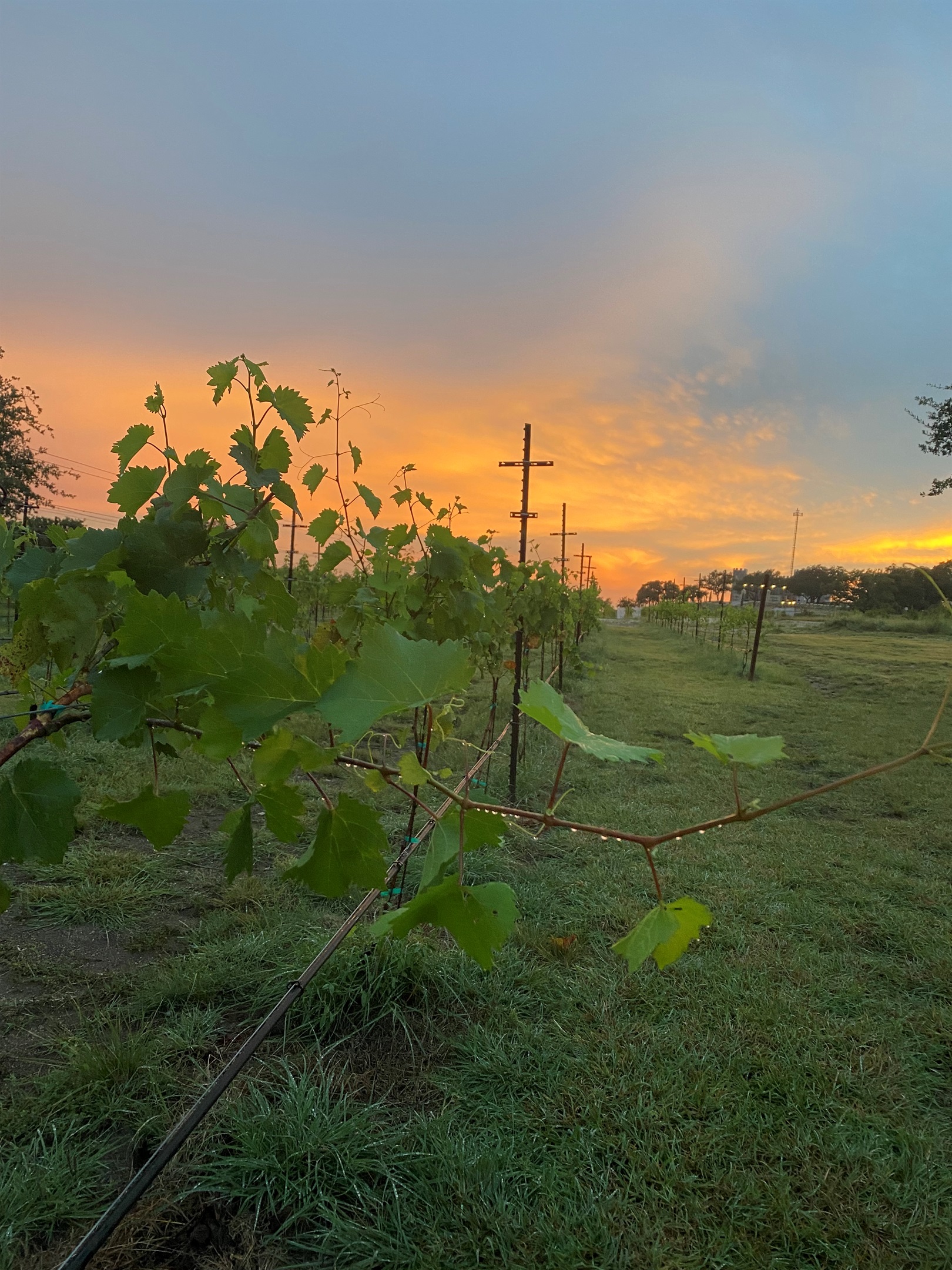 Vineyard