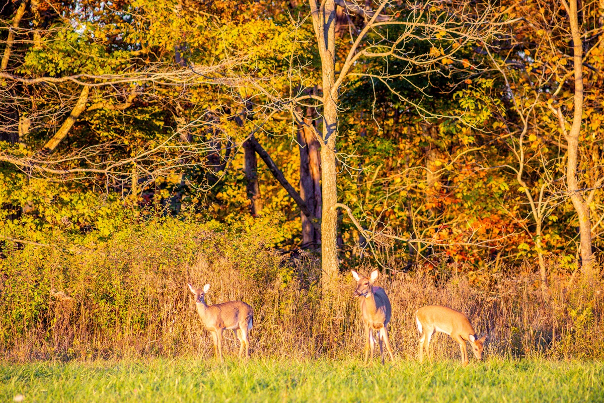 We often see deer and other wildlife around the property!  This was taken from our driveway.