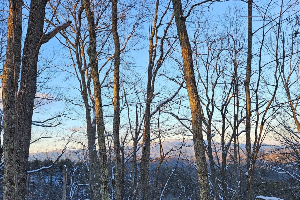 a view from one of the trails in winter.
