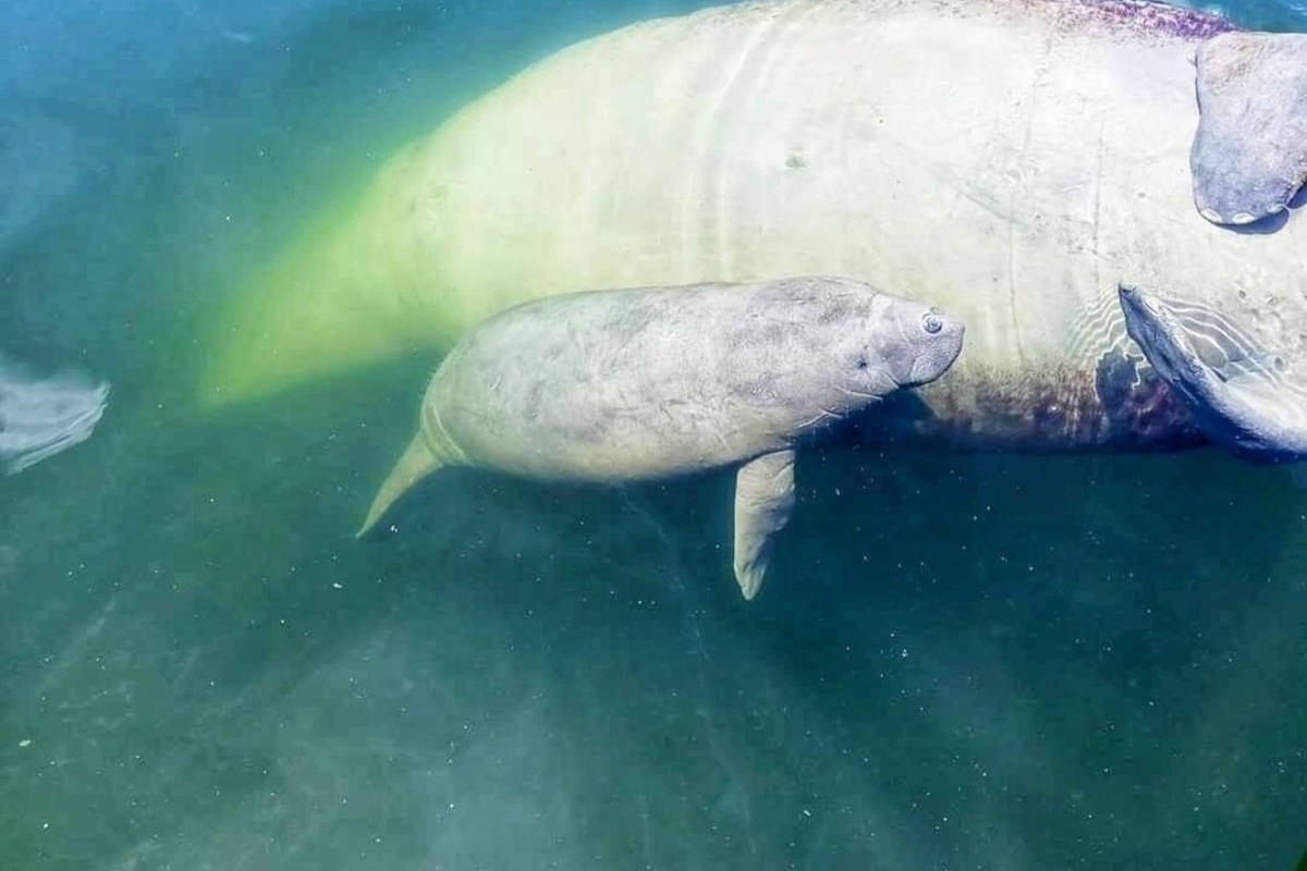 The Manatee Family That Calls This Canal Home. Previous Guest Photo