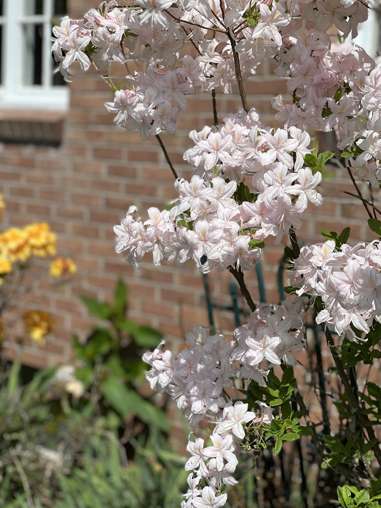 Flowers in bloom