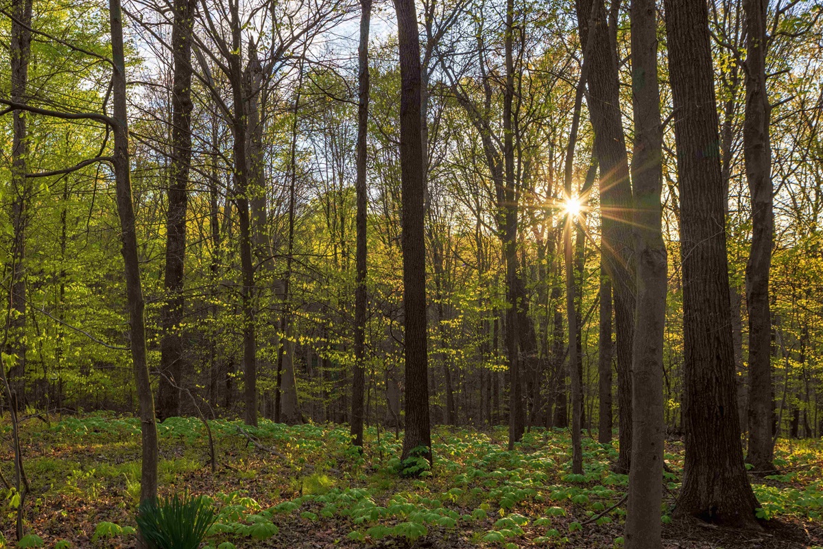 Enjoy hiking on any of our eight trails on the property.