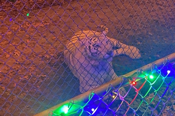 Even our tigers enjoy the holiday lights!
