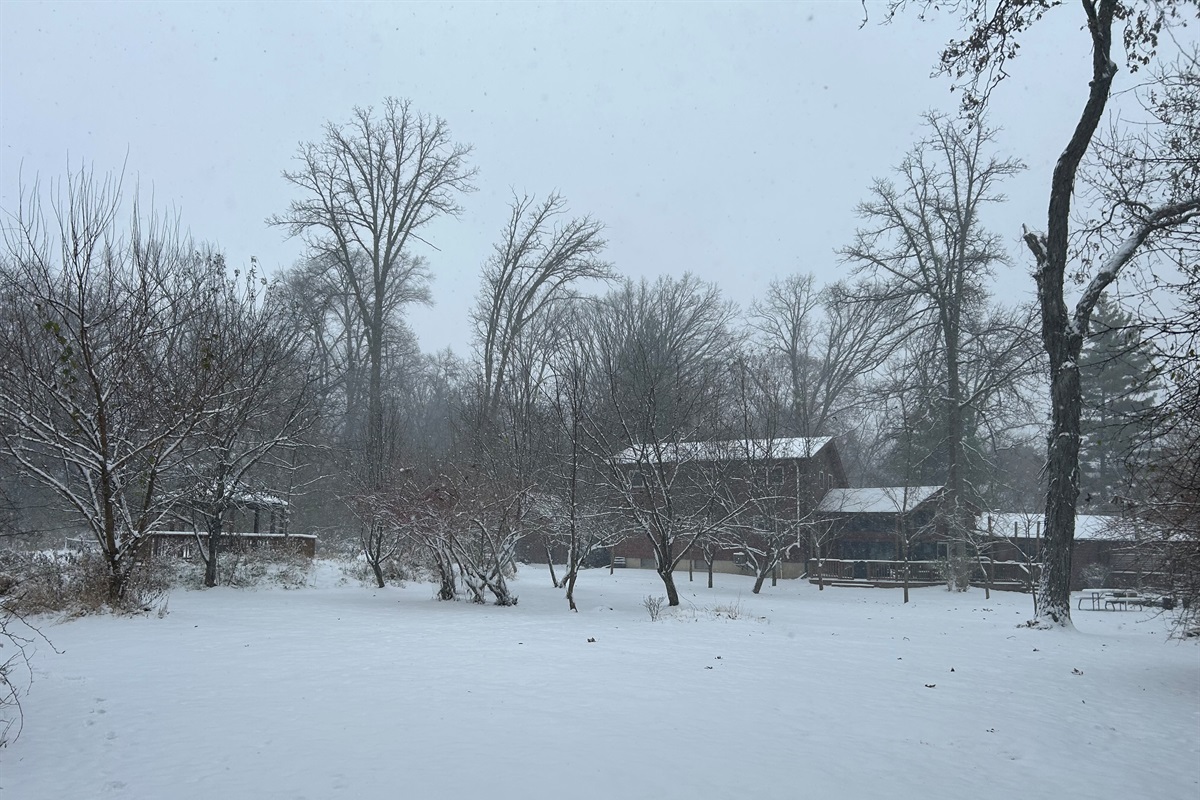 The snow doesn't stop the wildlife from coming to visit. Look for birds in the trees and other wildlife on the ground.