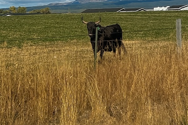 Peaceful country setting with farm animals and beautiful mountains in the background