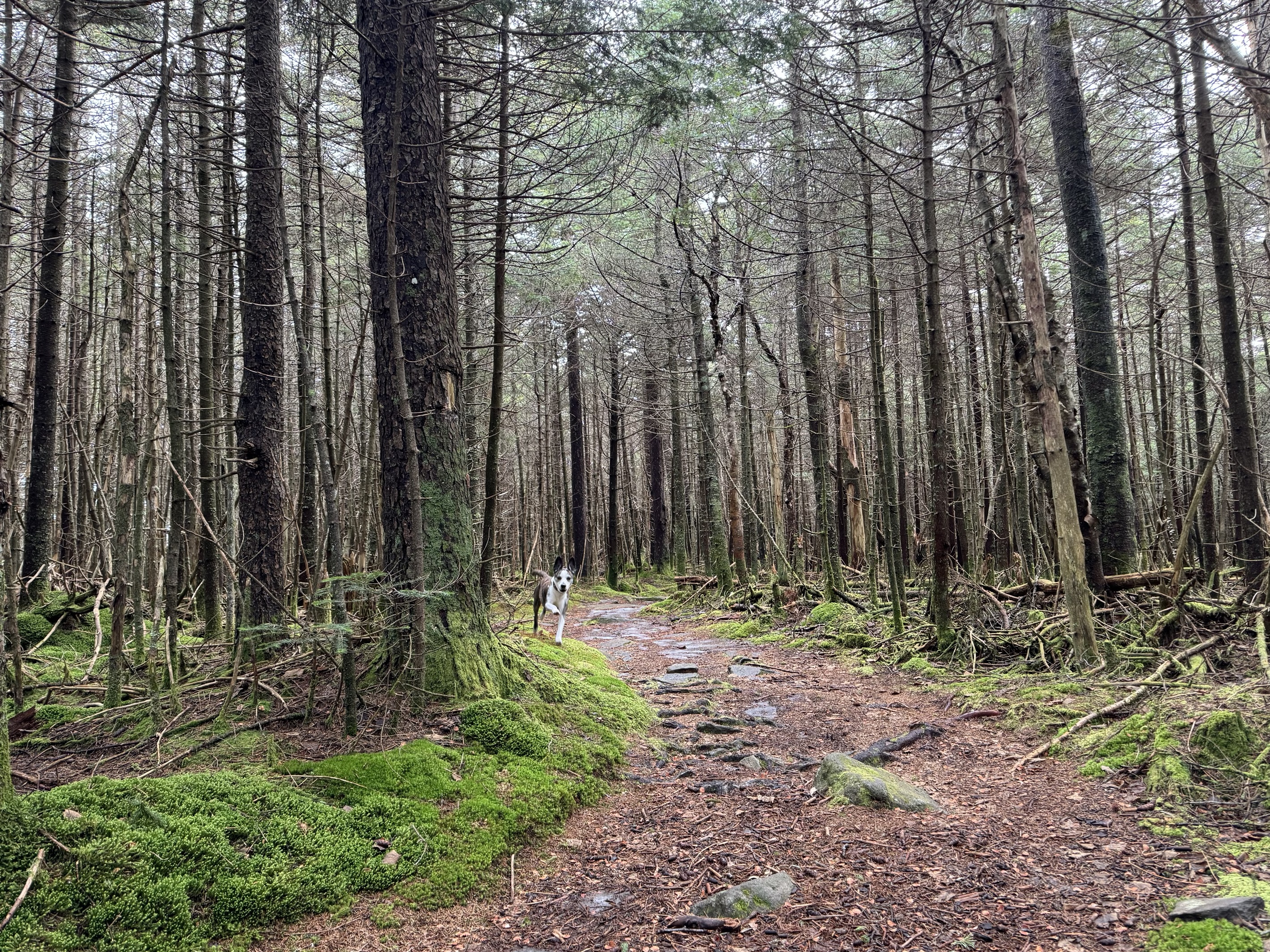 From nearby Devil's Path Trail