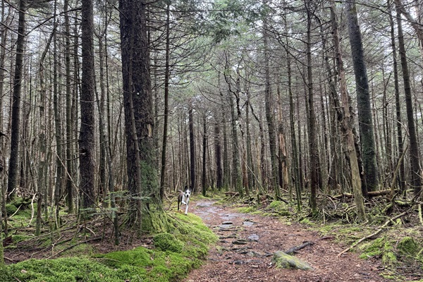 From nearby Devil's Path Trail