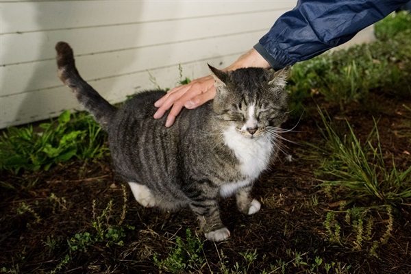 One of the cats that lives near the property, "Squinty"