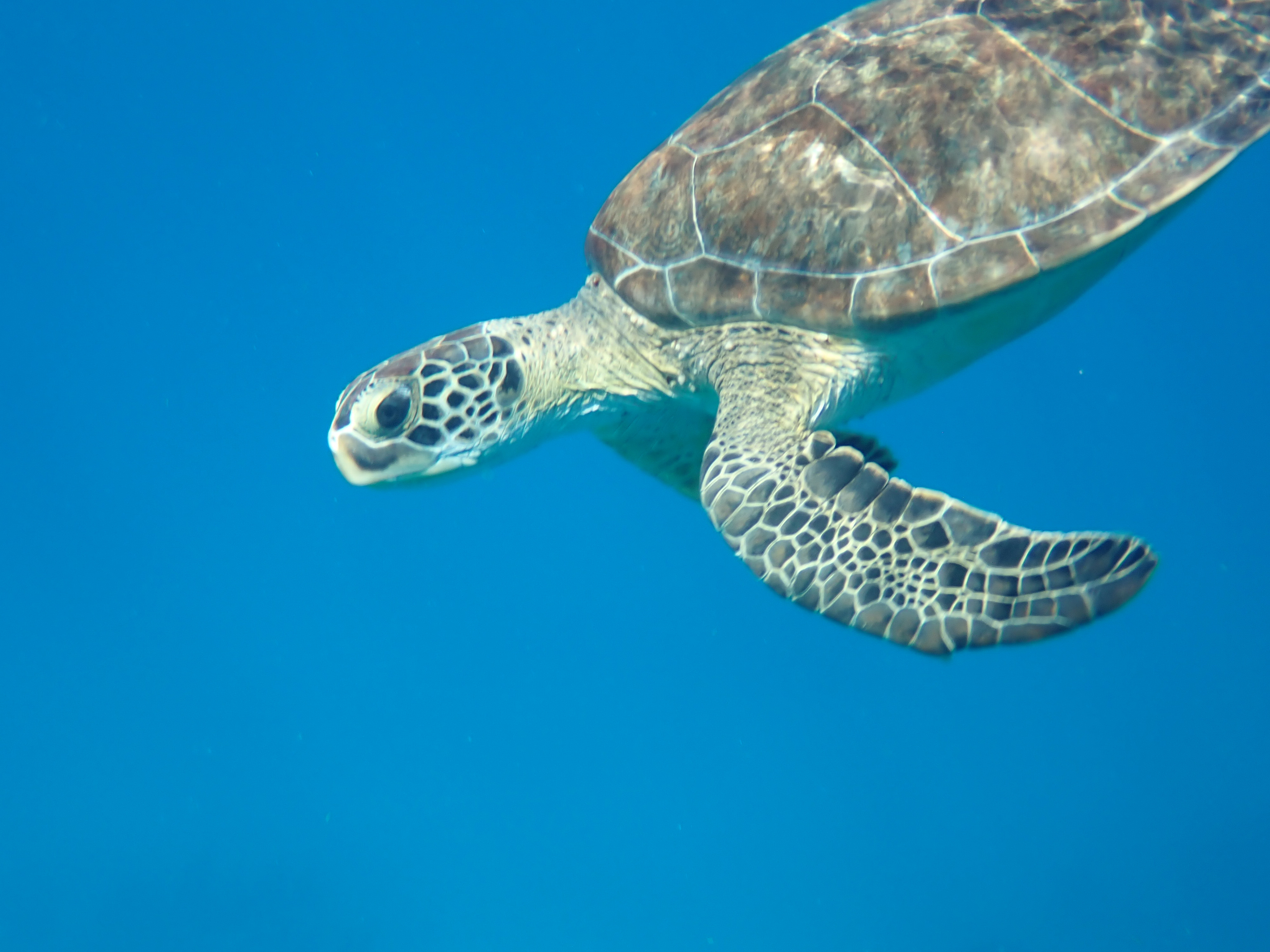 St. Croix is known for excellent snorkeling and diving