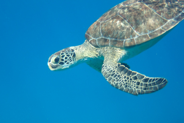 St. Croix is known for excellent snorkeling and diving