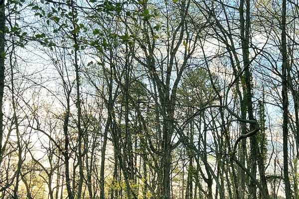 Beginning of 1 mile hiking trail that encircles the property.