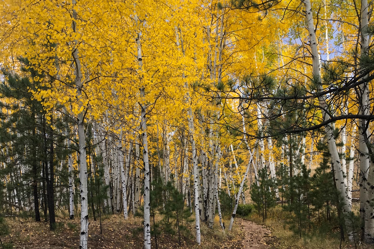 Hike in the woods