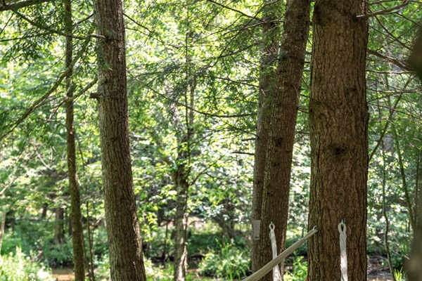 Lay in the hammock grove and listen to the sounds of the birds and stream.