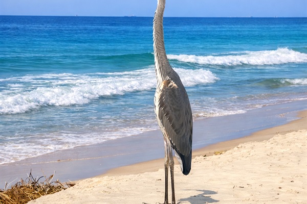 9.8 miles to the public beach access 