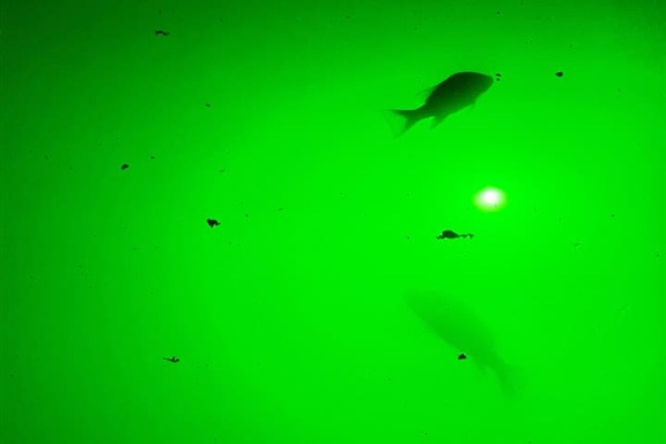 Fish lights by dock