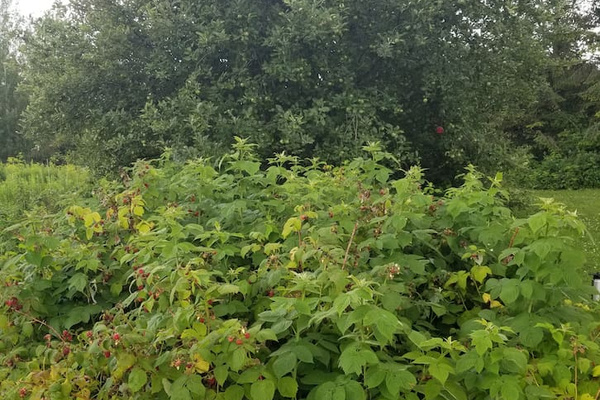 Our raspberry bushes and one of the many apple trees on the property.