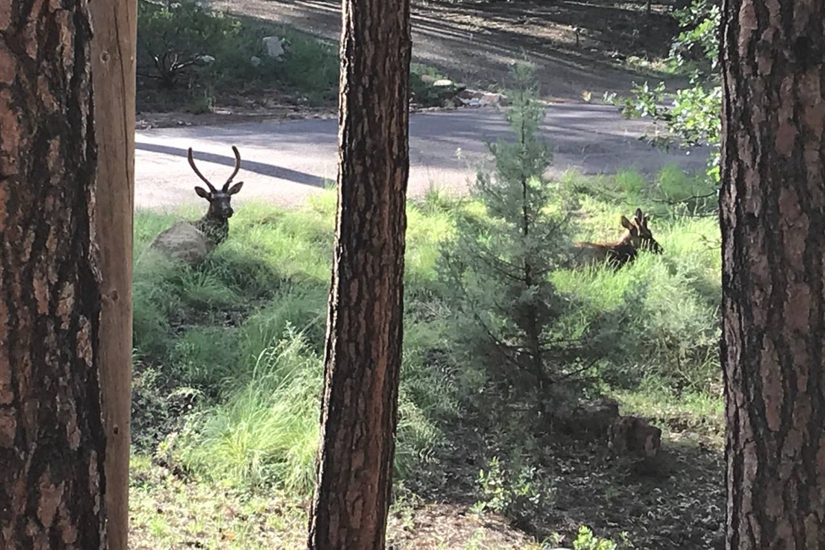 Elk on the property